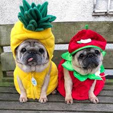 What S Your Favourite Fruit Pineapple Or Strawberry Littleman And Percy Are Feeling Fruity Pug Pugs Puppy Pugsofin Yavru Kopek Bebek Hamster Pug Kopekler