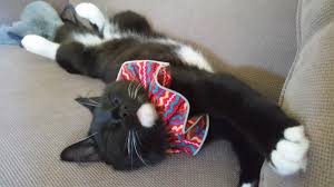 Bird Safe Cat Collar Baby In A Bird Safe Collarhttps I Redd It 018tijv0l5311 Jpg Cat Day Cat Stretching Crazy Cats