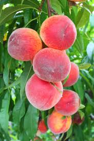 Image result for Prunus persica