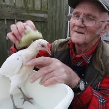 Watch: County Durham champion chicken breeder faces allotment ban due to  rowdy roosters