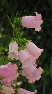 Maybe you would like to learn more about one of these? Campanula Medium Beautiful Flowers Pink Garden Flower Garden