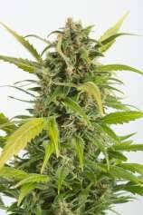 If you like shopping marijuana online, chances are, you come across several cannabis seed banks.msnl is just one of them. Seedfinder Seedbank Reviews Seedcops List