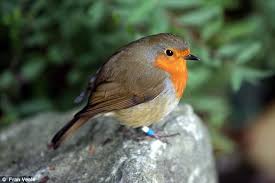 Taking proper safety precautions can go a long way toward making sure that your bird is able to live his or her full lifespan in your care. The Not So Cuddly Truth About The Robin Redbreast Daily Mail Online
