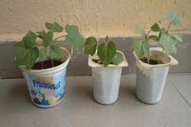 Image result for Lagenaria breviflora