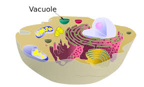 The other types of eukaryotic cells are the plant cells with a animals cell and human cells do not have a cell wall, chloroplasts, and a large vacuole as in a plant cell. Vacuole Function Definition And Structure Vacuole Function In Cell