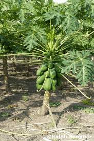 Habe sie im wintergarten bei zimmertemperatur (bodenheizung). Papayas In Ecuador