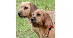 Image result for štýrský brakýř