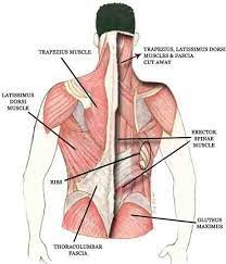There are anterior muscles diagrams and posterior muscles diagrams. If You Pulled A Muscle In Your Lower Back Will You Ever Fully Recover Quora