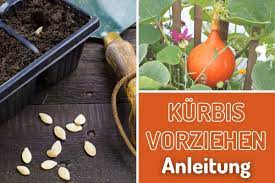 Im april wird es langsam voll auf der fensterbank. Ab Wann Und Wie Kann Man Kurbis Vorziehen Gartenlexikon De