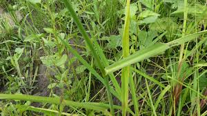 Image result for Sacciolepis africana