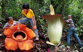 Maybe you would like to learn more about one of these? 10 Bunga Paling Busuk Di Dunia Iluminasi