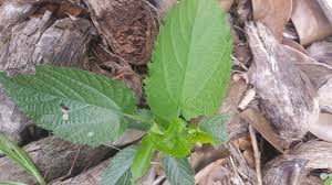 Image result for Tragia brevipes-benthamii-okanyu