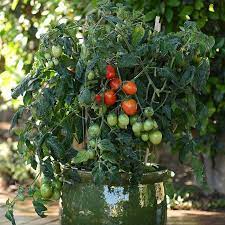 Light Full Sun Matures 60 To 65 Days After Planting Fruit Size 2 To 2 Ounces Plant Spacing Cherry Tomato Plant Vegetable Garden Planters Growing Tomatoes