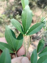 Image result for Maerua descampsii