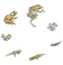 Auch blomenwäre, das gegöwelsehe, «. Vom Wasser Ans Land Expedio