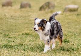 While their coats are called silver, they are actually just a lighter, diluted version of the chocolate lab. Australian Shepherd Lab Mix Top Facts About The Aussiedor Animal Corner