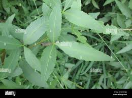 Image result for Searsia leptodictya