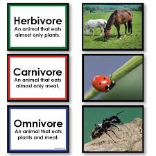 Herbivore Carnivore Or Omnivore Sorting Cards Herbivore And Carnivore Omnivore Carnivores Herbivores Omnivores