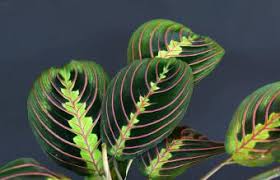 Pruning two or three times a year (best times are in fall and spring) helps to encourage bushy growth. Complete Prayer Plant Care And Growing Guide Lovetoknow