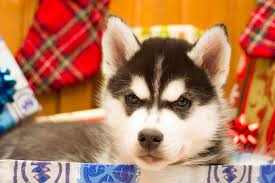 Pomeranian teacup puppies for sale near me | husky, white, cheap and cute style puppies in this website, so keep continues visit website. A Teacup Husky Everything You Need To Know About This Dog