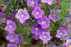 Image result for Nierembergia hippomanica