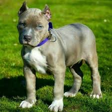American Pitbull Terrier Black And White Blue White Blue Nose Pit Pup With Cropped Ears Pitbull Terrier American Pitbull Terrier Pitbulls