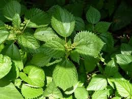 Image result for Laportea alatipes