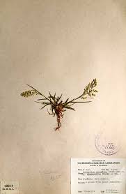 Image result for Eragrostis gangetica