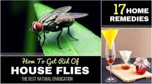 17 Home Remedies To To Kill And Get Rid Of House Flies With Natural Ingredients Get Rid Of Flies Fly Remedies Home Remedies For Flies