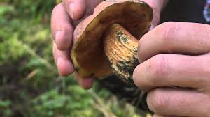 Lerne, giftige pilze erfolgreich mit einem feldführer zu erkennen oder indem du einer. Pilz Fuhrer Diese Pilze Sind Lecker Und Garantiert Ungiftig Youtube