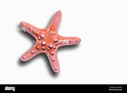 Chocolate Chip Starfish Cut Out Stock Images Pictures Alamy