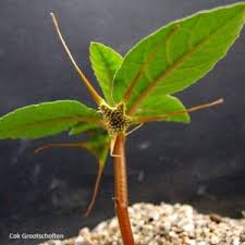 Image result for Dorstenia cuspidata