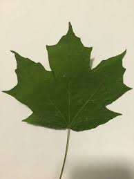 Sugar Maple Leaf Plant Leaves Tree Identification Leaves