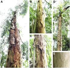 Mzansi 18 thick facebook / asian women inleatards | dreads and grey tights on with a. Phylogeny And Pathogenicity Of Celoporthe Species From Plantation Eucalyptus In Southern China Plant Disease