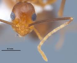 Image result for Anagallis gracilipes