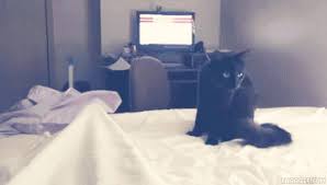 Morning Wood To Instant Vasectomy Best Cat Gifs Funny Cat Videos Cats
