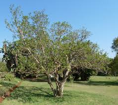 Image result for Vangueria