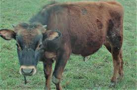 Recommended Feeding Schedule Of Jersey Steer For Quality Beef Justagric