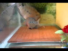  16 Ide Lohan Ikan Ikan Akuarium Akuarium