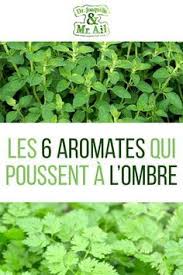 Voici Les Plantes Aromatiques Qui Poussent A L Ombre Vous Ne Saviez Pas Quoi Faire Pousser Sur Vot En 2020 Amenagement Jardin Ombrage Comment Faire Un Potager Potager