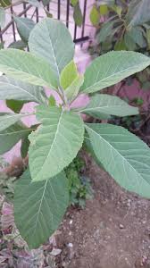 Image result for Vernonia thomsoniana