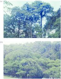 Once you have your aglaonema up and growing, you'll have a smooth run from here on out. View Of The Canopy Of The Semi Evergreen Forest Found In Un Mined Areas Download Scientific Diagram