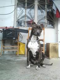 Kangal Pitbull Doberman Rottwiller Dogo Argentino Posts Facebook