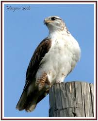 Birds Native To Colorado Springs Ferruginous Hawk The Largest Of The Hawks Bird Sightings Wild Birds Titmouse
