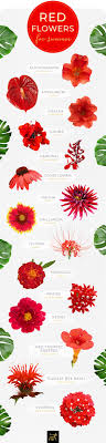 They are notably existing on birthdays, funeral services, graduation, wedding events, etc. 40 Types Of Red Flowers Ftd Com