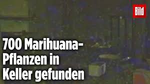 We did not find results for: Kunstler Entdeckt Geheime Drogen Fabrik Youtube