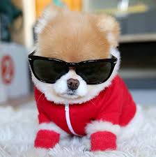 Boo Hund Mit Sonnenbrille Und Roter Jacke Boohund Jacke Mit Roter Sonnenbrille Und Kopek Sevimli Kopek Yavrulari Hayvanlar