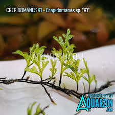 Image result for Crepidomanes