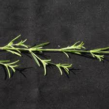 Image result for Pogonospermum ciliatum