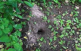 Es ist eher selten wenn die mäuse im garten keine großen schäden anrichten, sollten sie am leben gelassen werden. Was Ist Ein Betruger Und Wie Man Damit Umgeht Schadlingsbekampfung